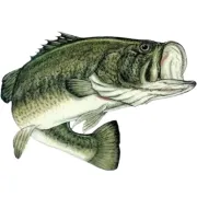 Bass Fishing Tournaments logo